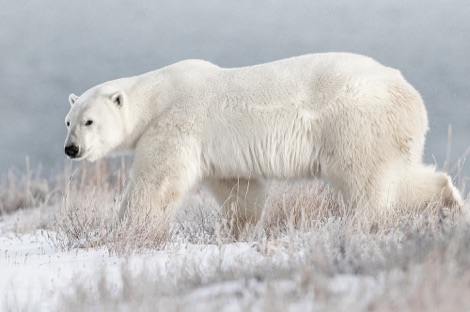 Polar bear